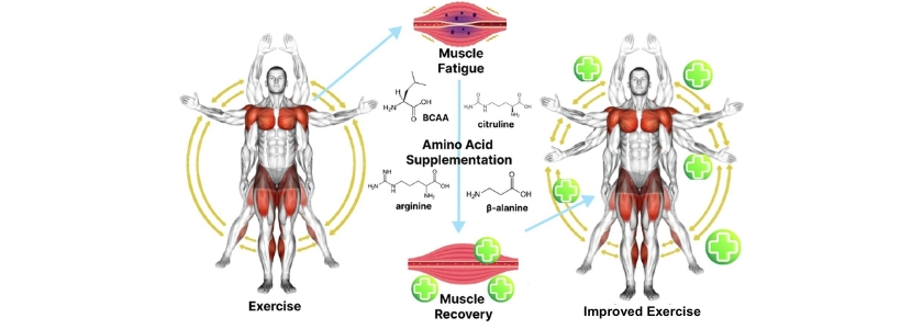 Amino acid supplements at Elite Vitamin Zone with sports nutrition powders and workout support products