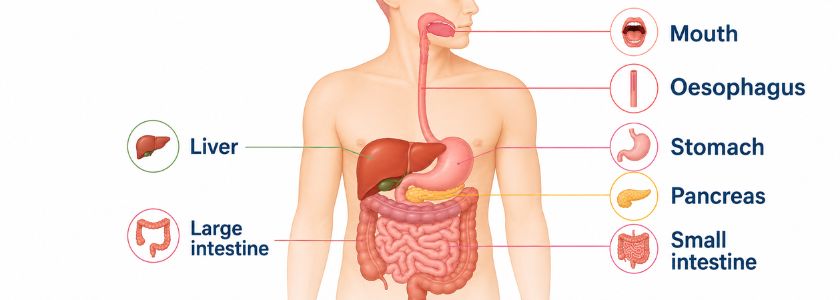 Labelled diagram of the human digestive system and major digestive organs
