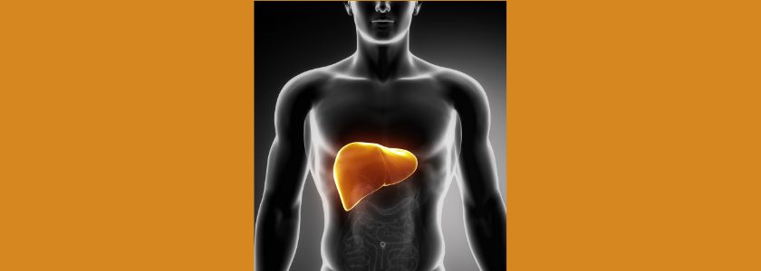 Human body diagram displaying liver position